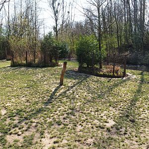 Red river hog exhibit, 2019-03-30