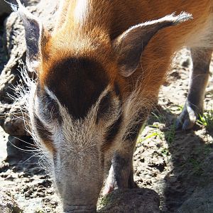 Red river hog (Potamochoerus porcus), 2019-03-30