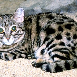 Black-footed cat; Frankfurt; early 1990s