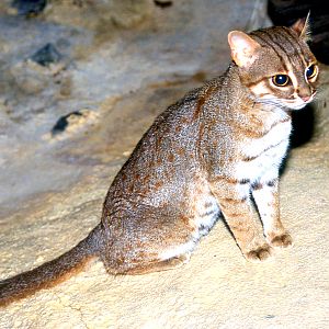 Rusty-spotted cat; Frankfurt; early 1990s.jpg