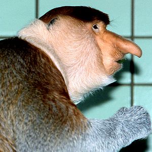 Proboscis monkey; Stuttgart; early 1990s