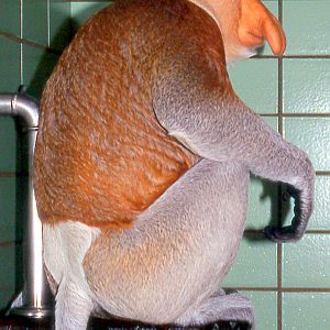 Proboscis monkey; Stuttgart; early 1990s
