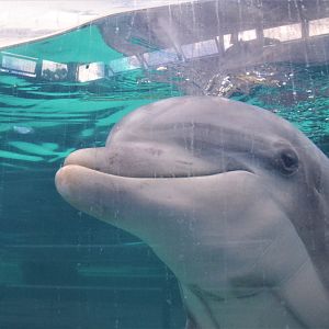 Atlantic Bottle-nose Dolphin at Duisburg, 17/06/19