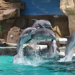 Atlantic Bottle-nose Dolphins at Duisburg, 17/06/19