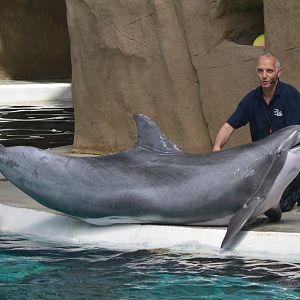 Atlantic Bottle-nose Dolphin at Duisburg, 17/06/19