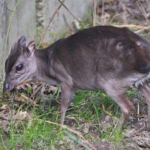 Congo Blue Duiker at Duisburg, 17/06/19