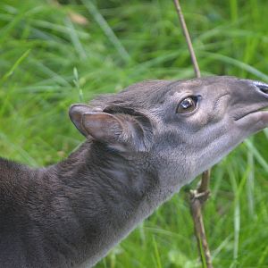 Congo Blue Duiker at Duisburg, 17/06/19