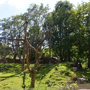 Gorilla Enclosure in Aequatorium at Duisburg, 17/06/19