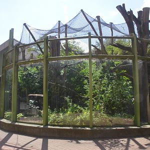 Roloway Guenon Enclosure in Aequatorium at Duisburg, 17/06/19