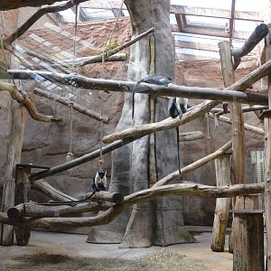Roloway Guenon Enclosure in Aequatorium at Duisburg, 17/06/19