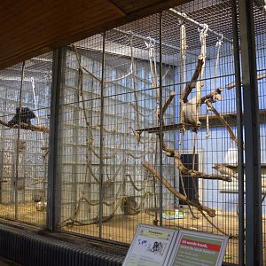 Gibbon Enclosures in Aequatorium at Duisburg, 17/06/19