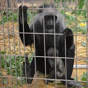 King Colobus at Duisburg, 17/06/19