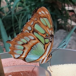 Malachite - Siproeta stelenes