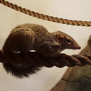 Tree-shrew