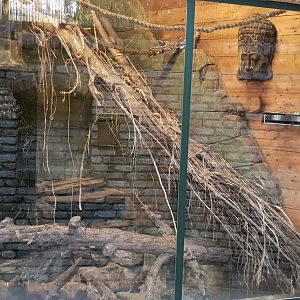 Tree-shrew enclosure