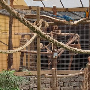 Blue and gold macaws