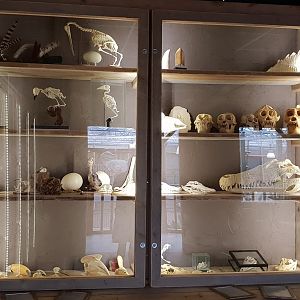 Skeleton and skull-display