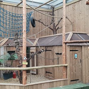 Cotton-top tamarin enclosure