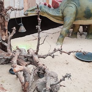 Skunk - Spurred tortoise enclosure