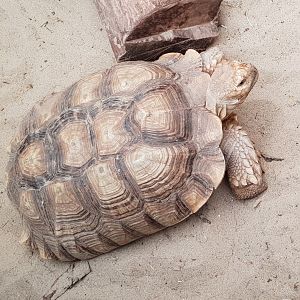 African spurred tortoise