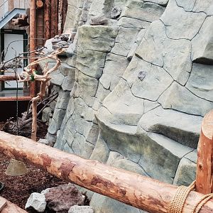 Enclosure White-bellied parrot