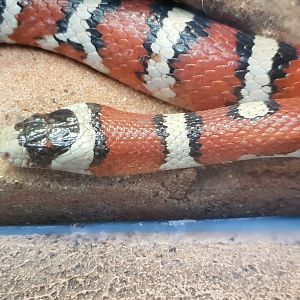 Lampropeltis pyromelanis