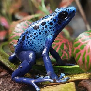 Blue dart frog