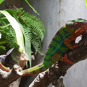 Panther chameleon