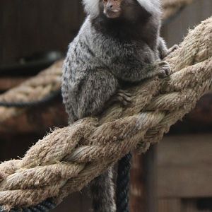 Common marmoset