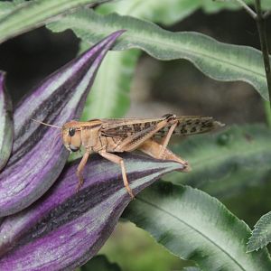 Free-ranging Locust