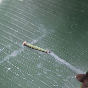Caterpillar
