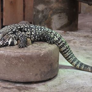 Black and white tegu
