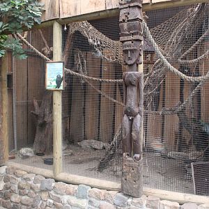 Enclosure Pygmy marmoset