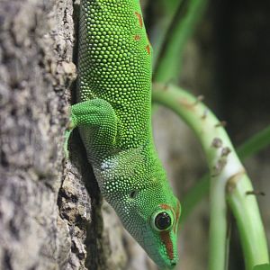 Madagascar day-gecko