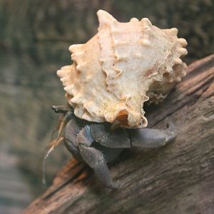 Hermit crab - Coenobita species