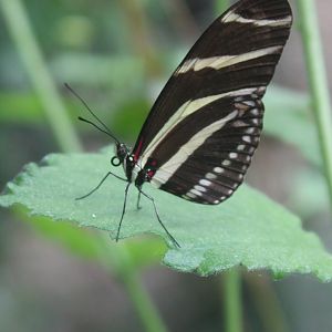 Heliconius charithonia - Zebra longwing.