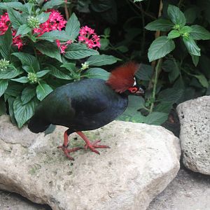 Red-crested wood-partridge - male