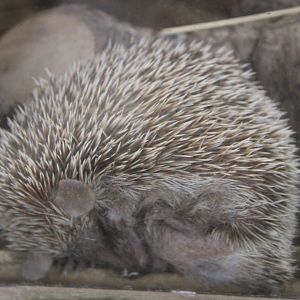 Hedgehog ( African pygmy ? )
