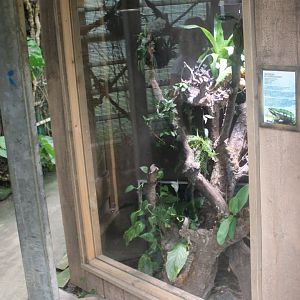 Enclosure Panther chameleon
