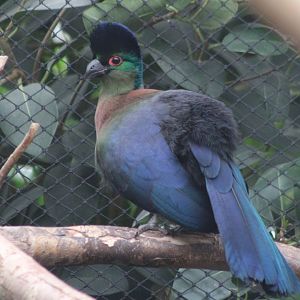 Purple-crested touraco