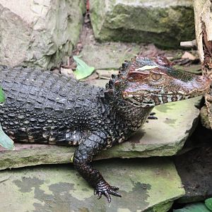Cuvier's dwarf caiman