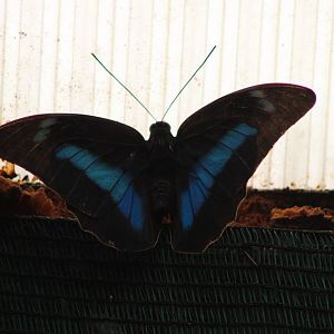 Morpho