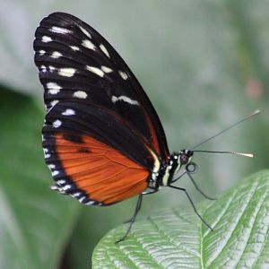 Heliconius species