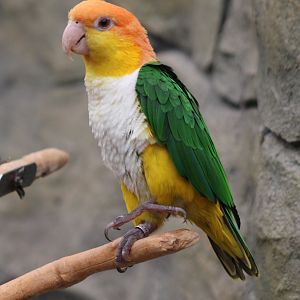 White-bellied parrot