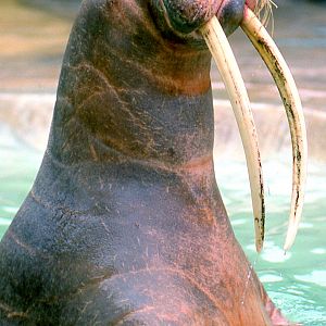 Walrus 'Antje'; Hamburg; late 1980s