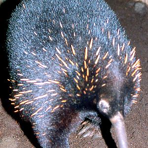 Barton's echidna; London Zoo; early 1990s