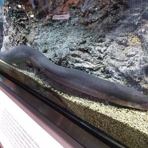 Three-toed amphiuma