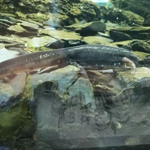 Chinese fire-bellied newt