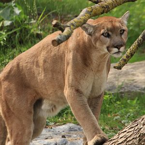 Mountain Lion (July 2019)