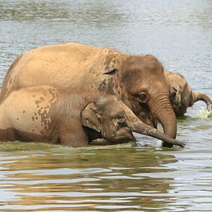 Elephants taking bath in the lake (July 2019)